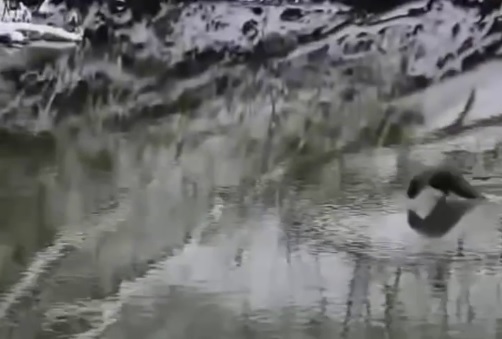 Саратовские охотники заметили выдру, устроившую заплыв на Хопре